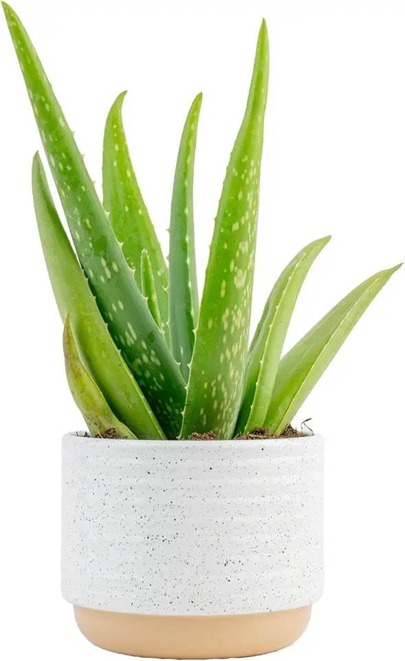 Costa Farms Aloe Vera, Live Succulent Plant, Easy Care...