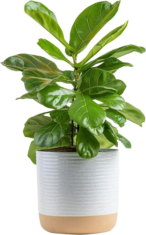 Costa Farms Fiddle Leaf Fig, Live Indoor Plant Ficus Lyrata...