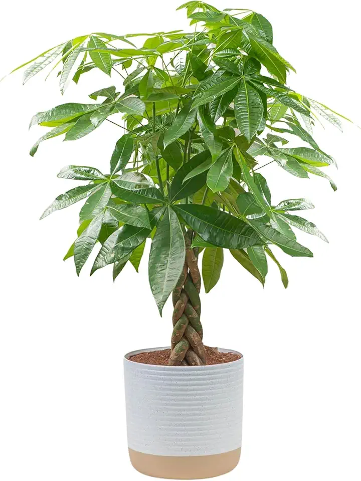 Costa Farms Money Tree Live Plant, Easy to Grow Houseplant...