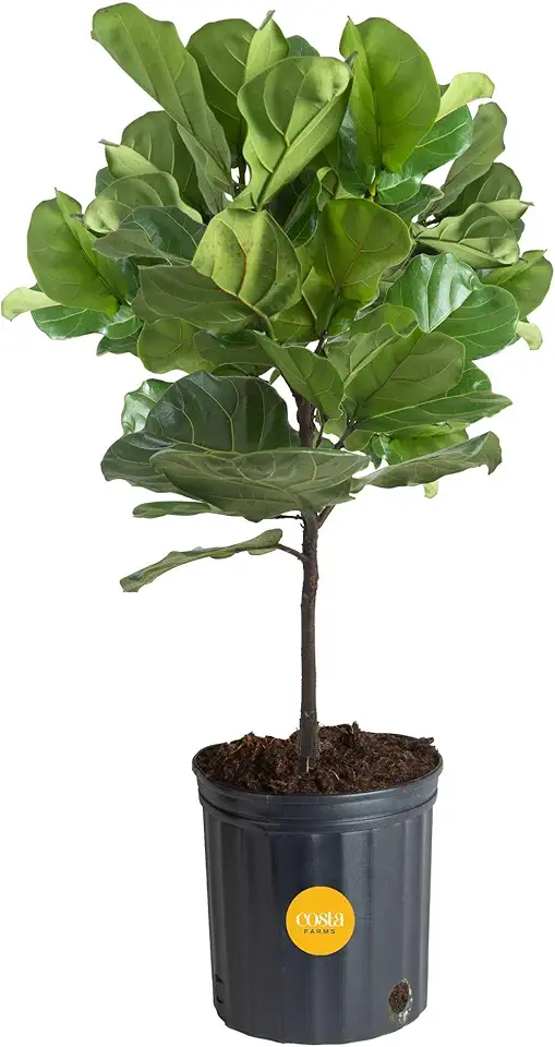Costa Farms Fiddle Leaf Fig Tree, Live Indoor Floor Plant...