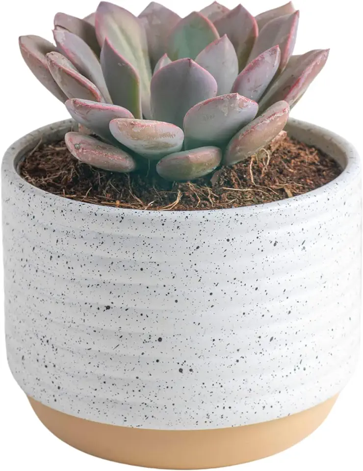 Costa Farms Succulent, Live Indoor Plant Grow...