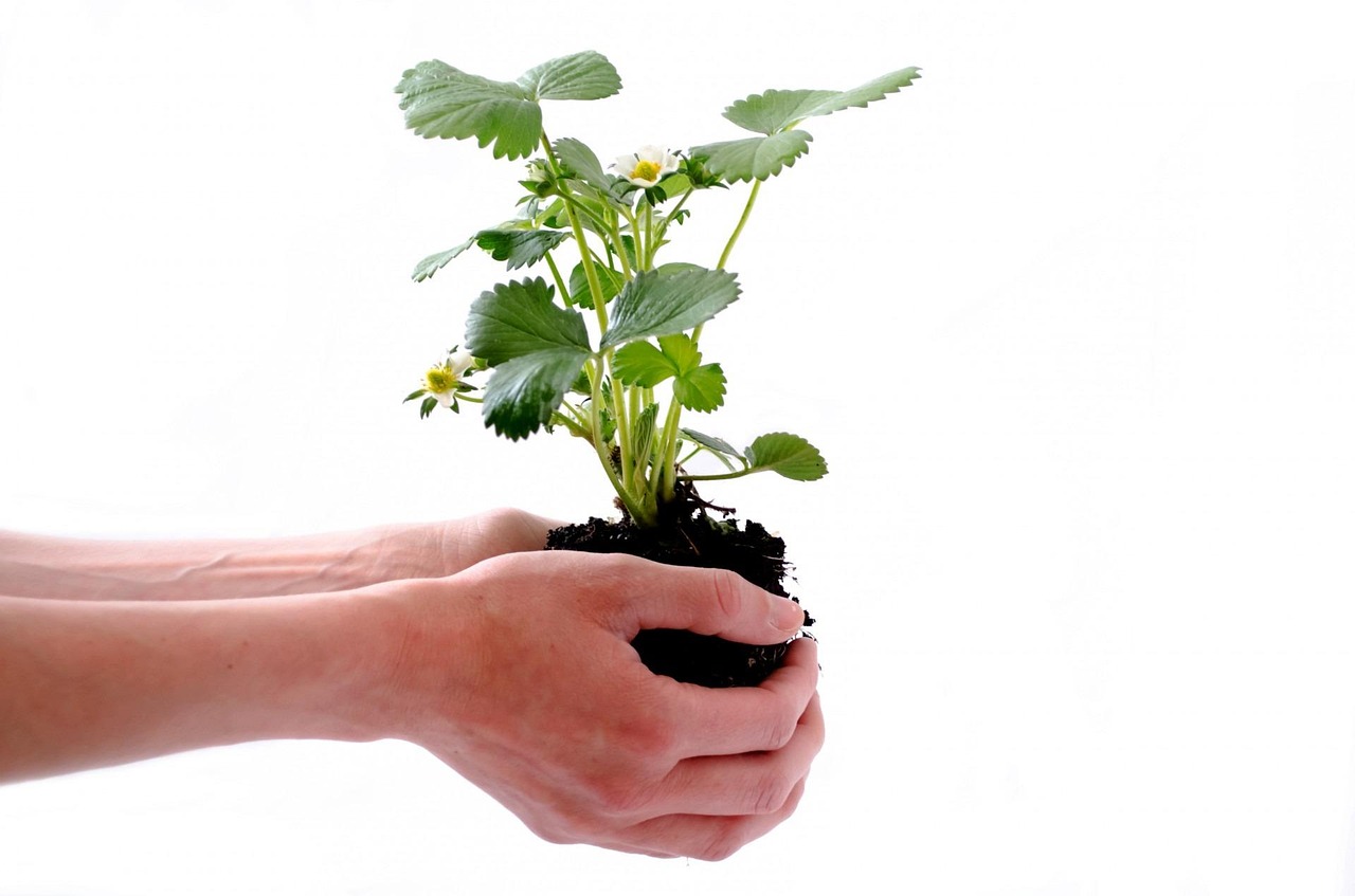 Strength development and connection for sustainable growth.