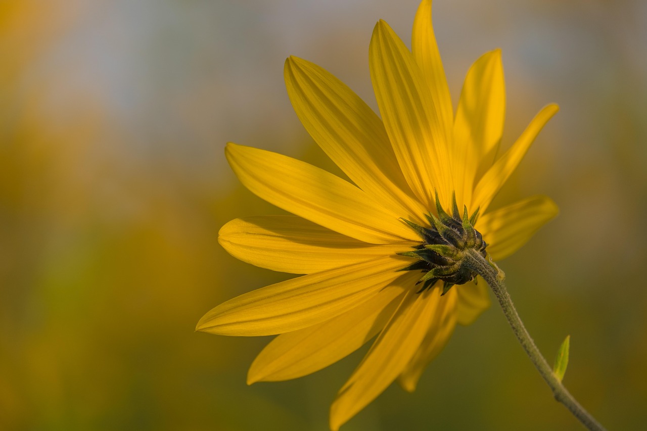 Gardening as a mindful sensory experience and lifestyle.
