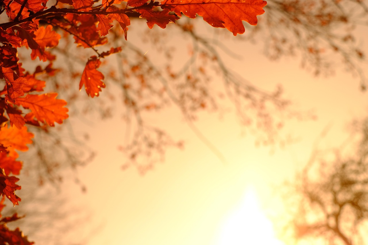 October's vibrant colors: Nature's grand performance finale.