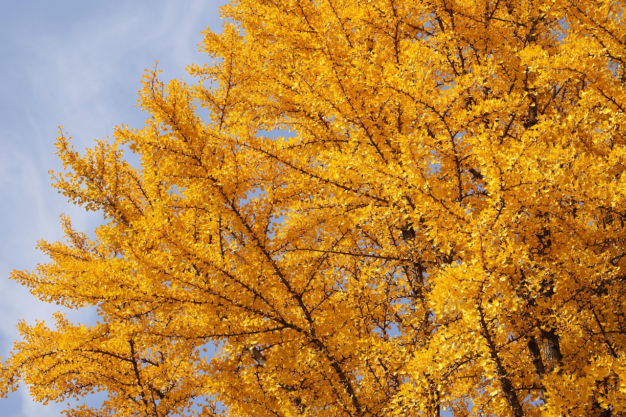 Nutrient - dense superfoods boosting brain function and clarity.